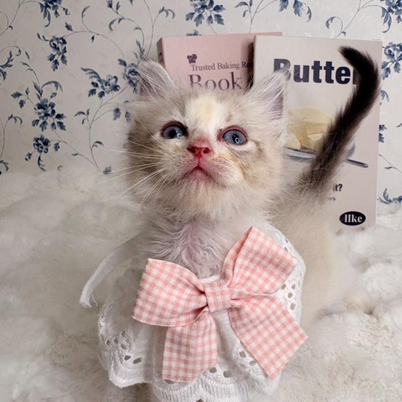 成約済の福岡県のラグドール-131084の2枚目