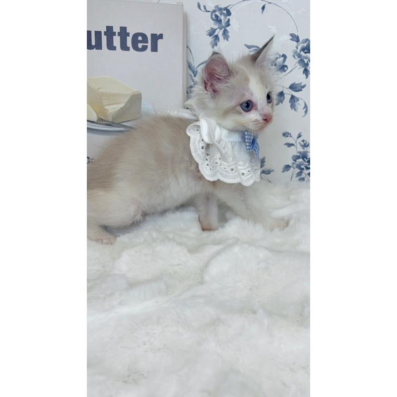 成約済の福岡県のラグドール-131085の4枚目