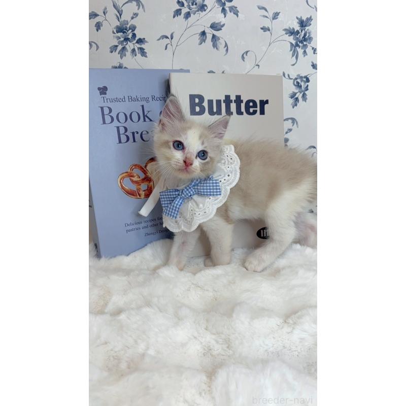 成約済の福岡県のラグドール-131085の2枚目