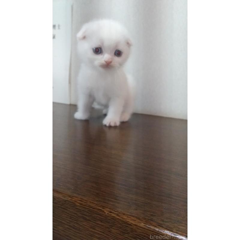 販売中の栃木県のスコティッシュフォールド-131272の2枚目