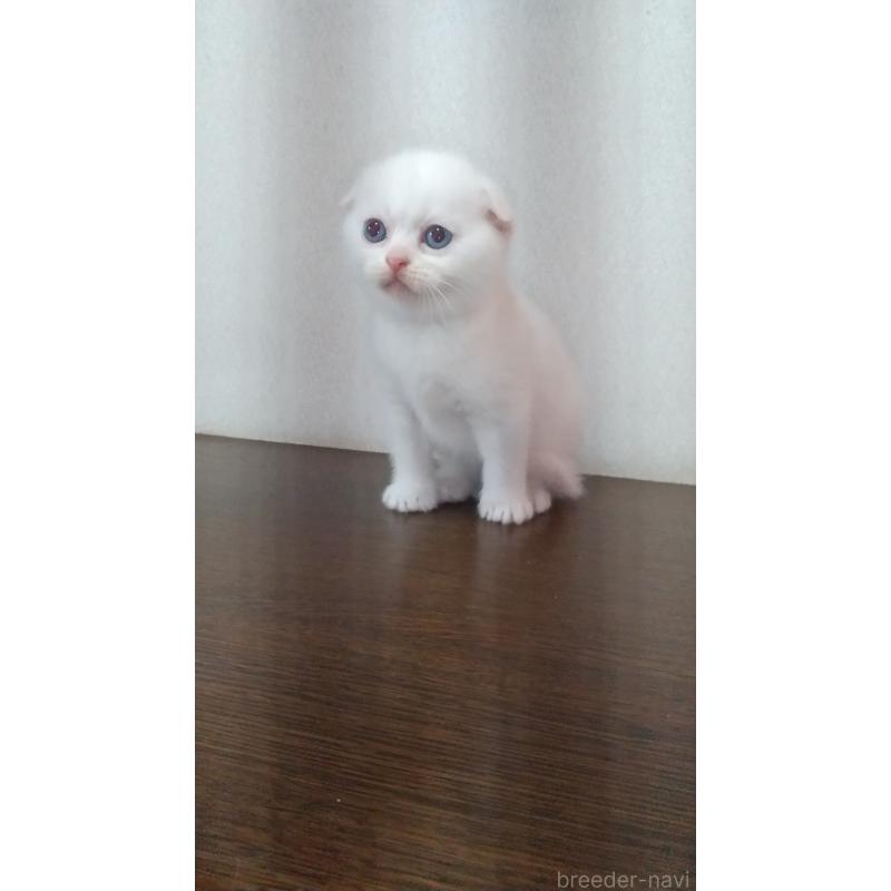 販売中の栃木県のスコティッシュフォールド-131273の2枚目