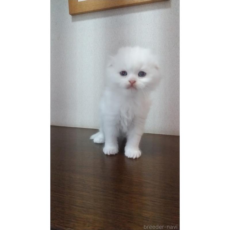 販売中の栃木県のスコティッシュフォールド-131274の2枚目