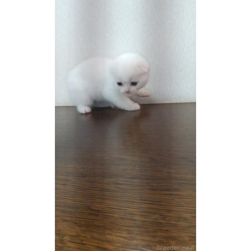 販売中の栃木県のスコティッシュフォールド-131275の2枚目