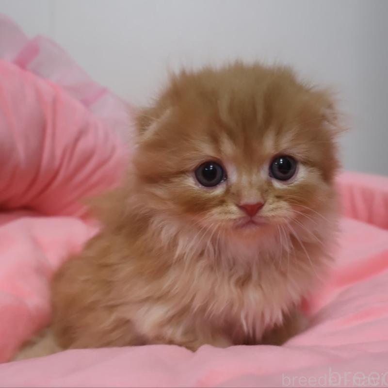 販売中の東京都のスコティッシュフォールド(折れ耳)-131276の1枚目