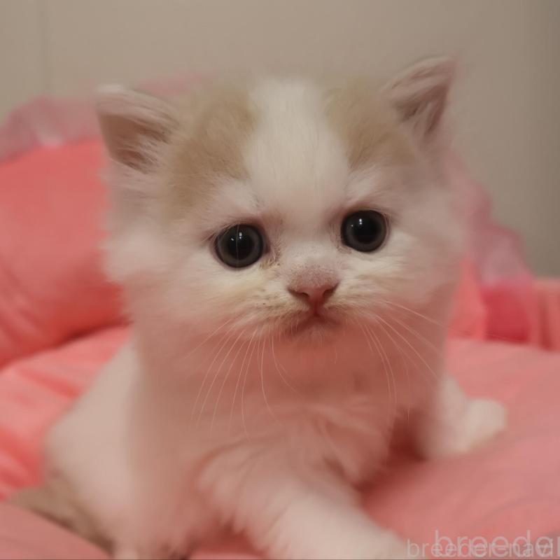 販売中の東京都のスコティッシュフォールド-131278の1枚目