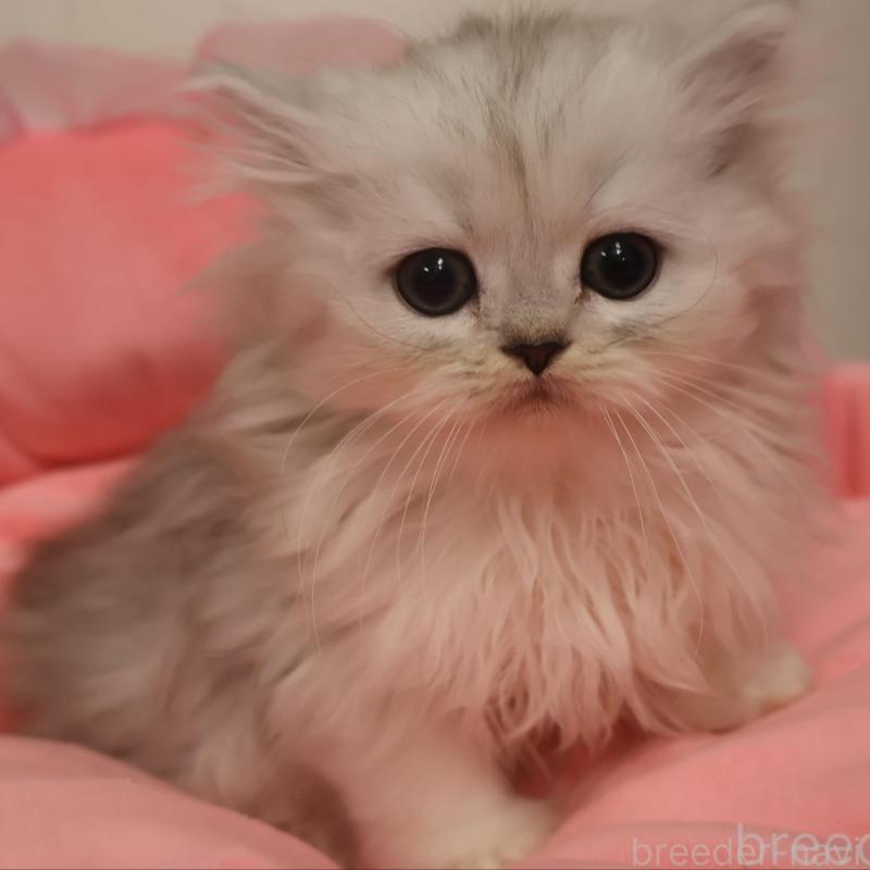 販売中の東京都のペルシャ(チンチラ)-131279の1枚目
