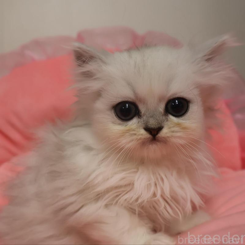 販売中の東京都のペルシャ(チンチラ)-131280