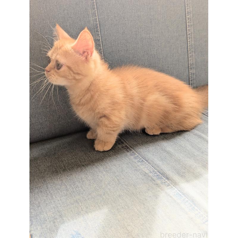 成約済の埼玉県のミヌエット(短足)-125703の2枚目