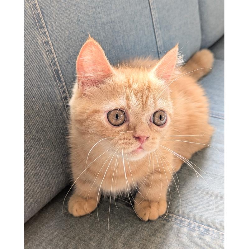 販売中の埼玉県のミヌエット(短足)-125703