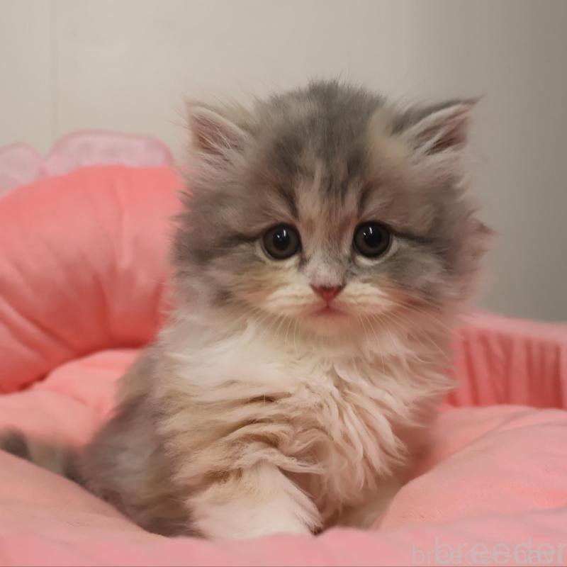 販売中の東京都のスコティッシュフォールド-131281