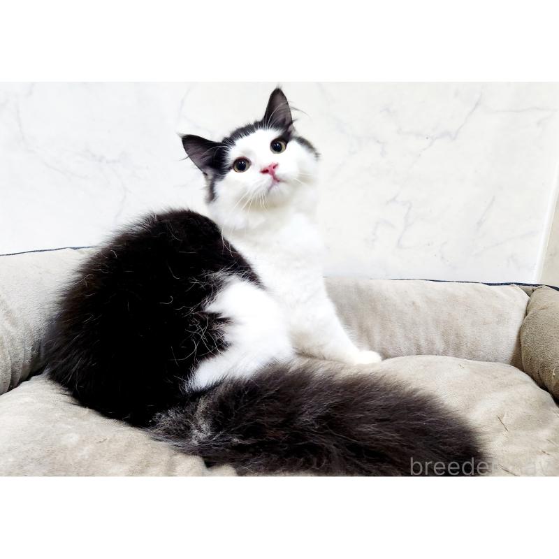 販売中の北海道のスコティッシュフォールド-129716の5枚目