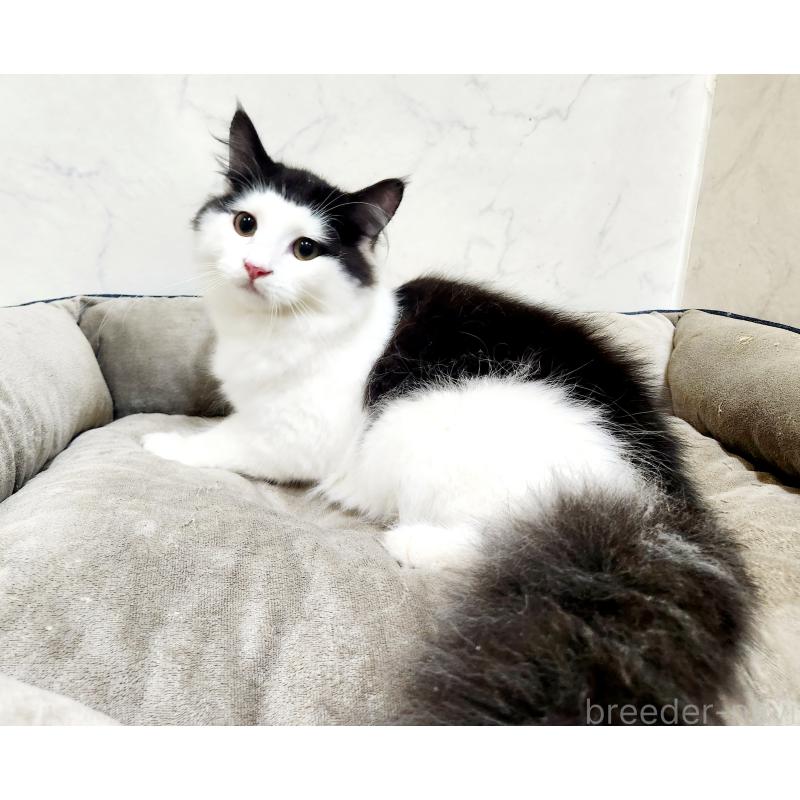 販売中の北海道のスコティッシュフォールド-129716の4枚目