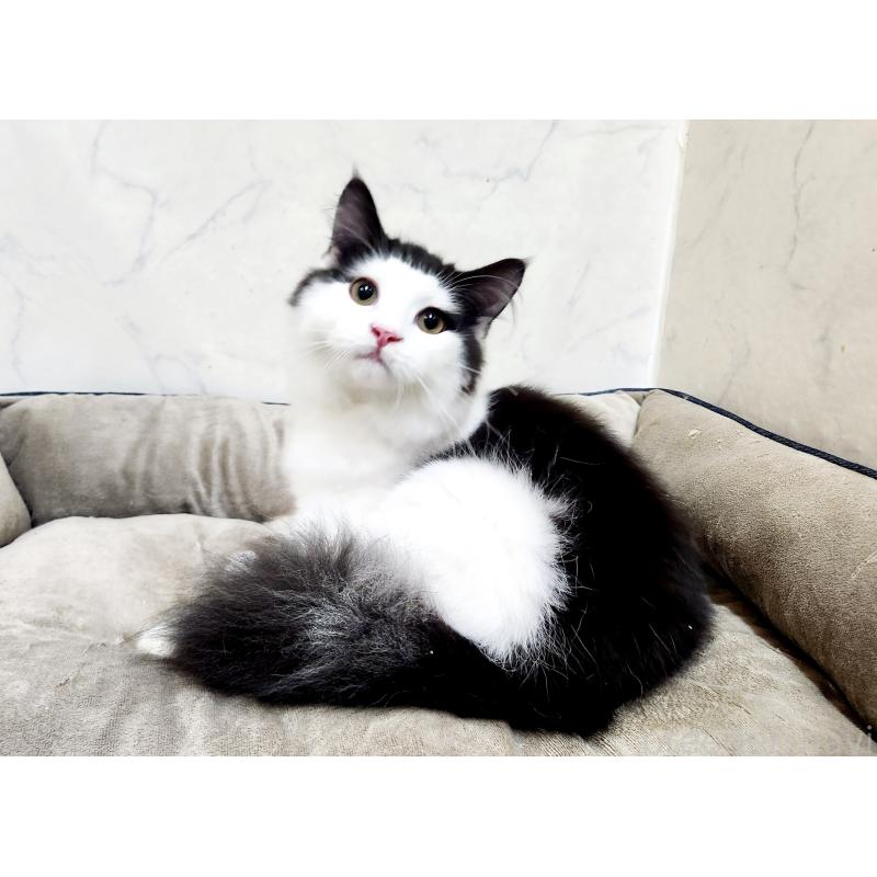 販売中の北海道のスコティッシュフォールド-129716の3枚目