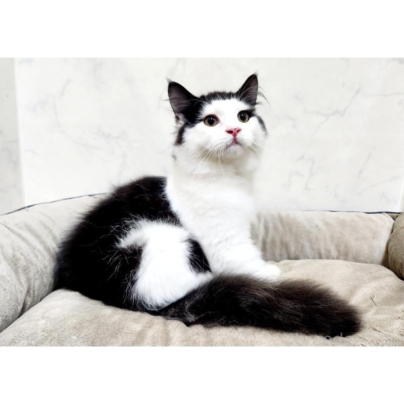 販売中の北海道のスコティッシュフォールド-129716の2枚目