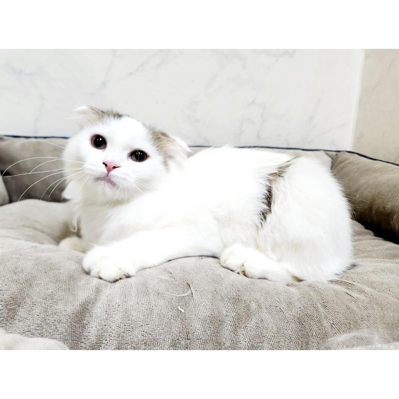 販売中の北海道のスコティッシュフォールド-127137の6枚目