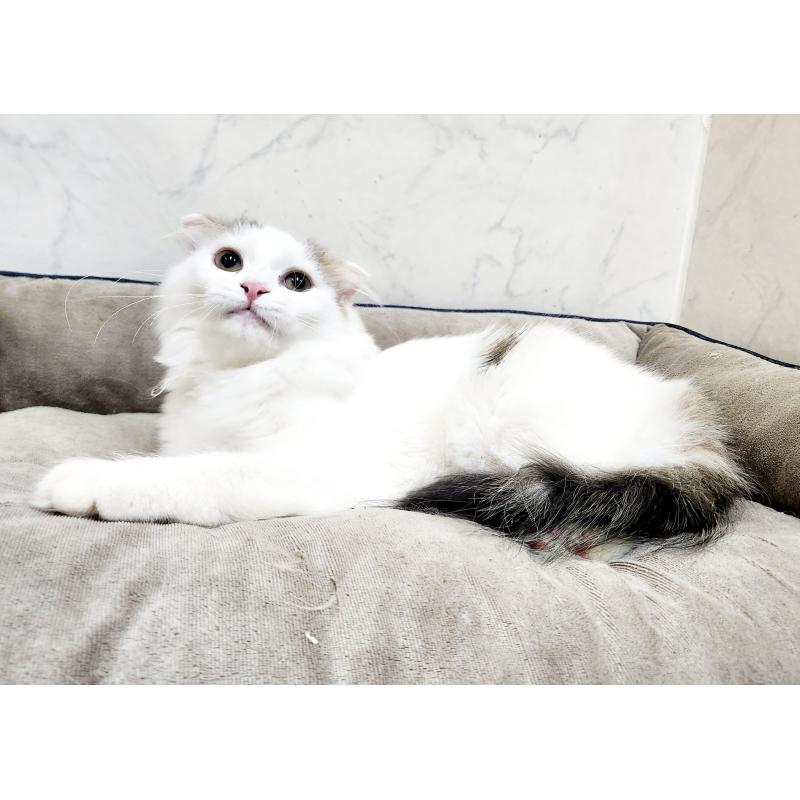 販売中の北海道のスコティッシュフォールド-127137の5枚目