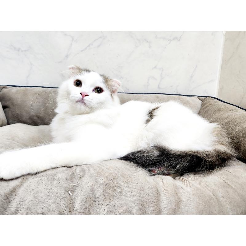 販売中の北海道のスコティッシュフォールド-127137の4枚目