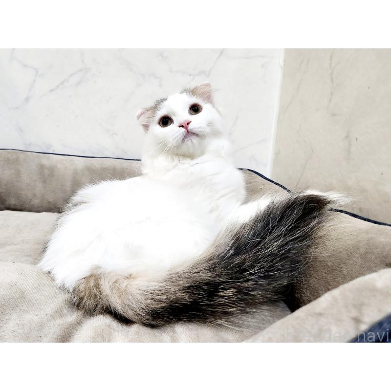 販売中の北海道のスコティッシュフォールド-127137の3枚目