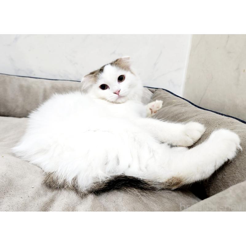 販売中の北海道のスコティッシュフォールド-127137の2枚目