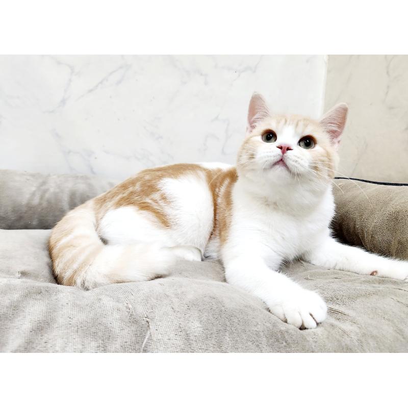 販売中の北海道のスコティッシュフォールド-123385の4枚目