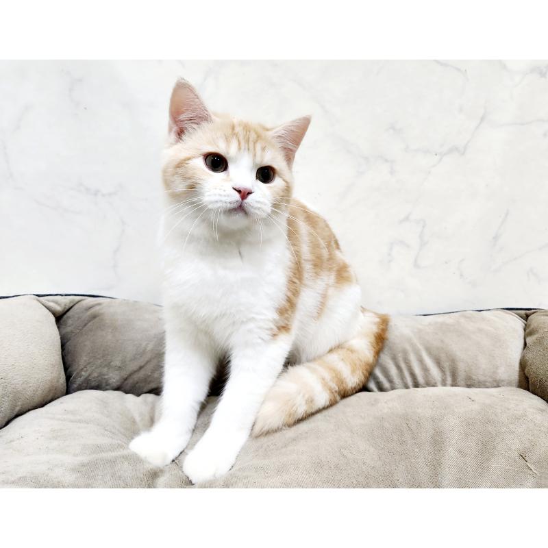 販売中の北海道のスコティッシュフォールド-123385の3枚目