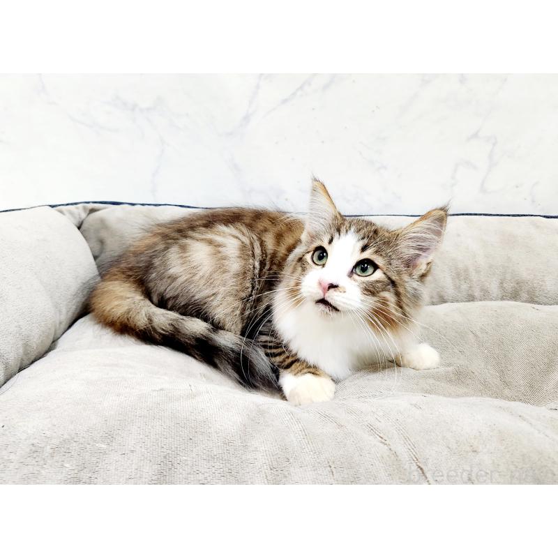 販売中の北海道のノルウェージャンフォレストキャット-127469の5枚目