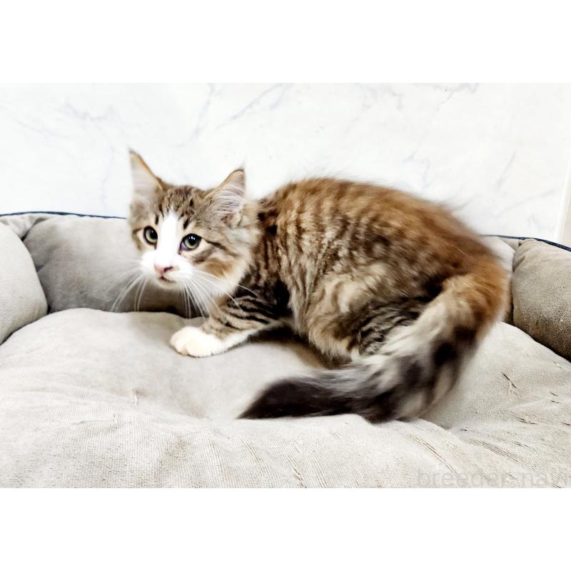 販売中の北海道のノルウェージャンフォレストキャット-127469の4枚目