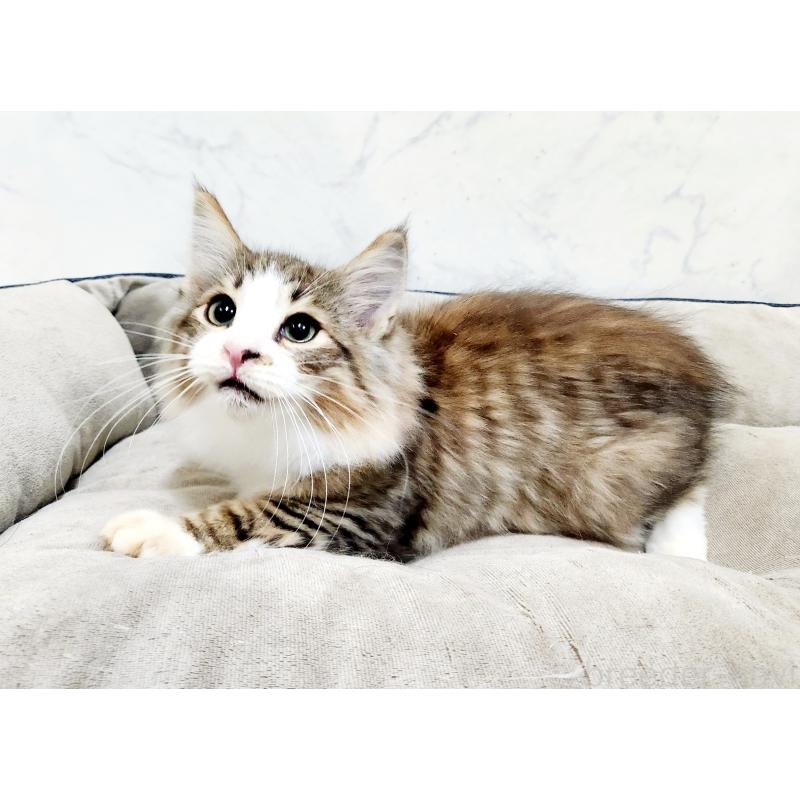 販売中の北海道のノルウェージャンフォレストキャット-127469の3枚目