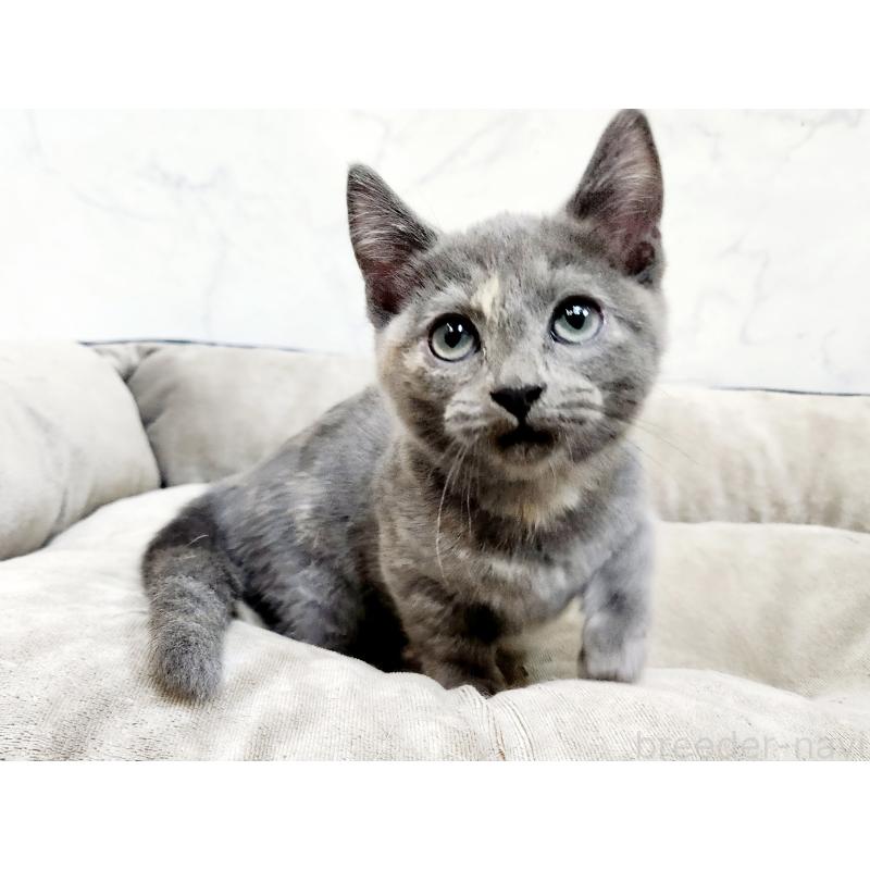 販売中の北海道のマンチカン(短足)-127460の6枚目