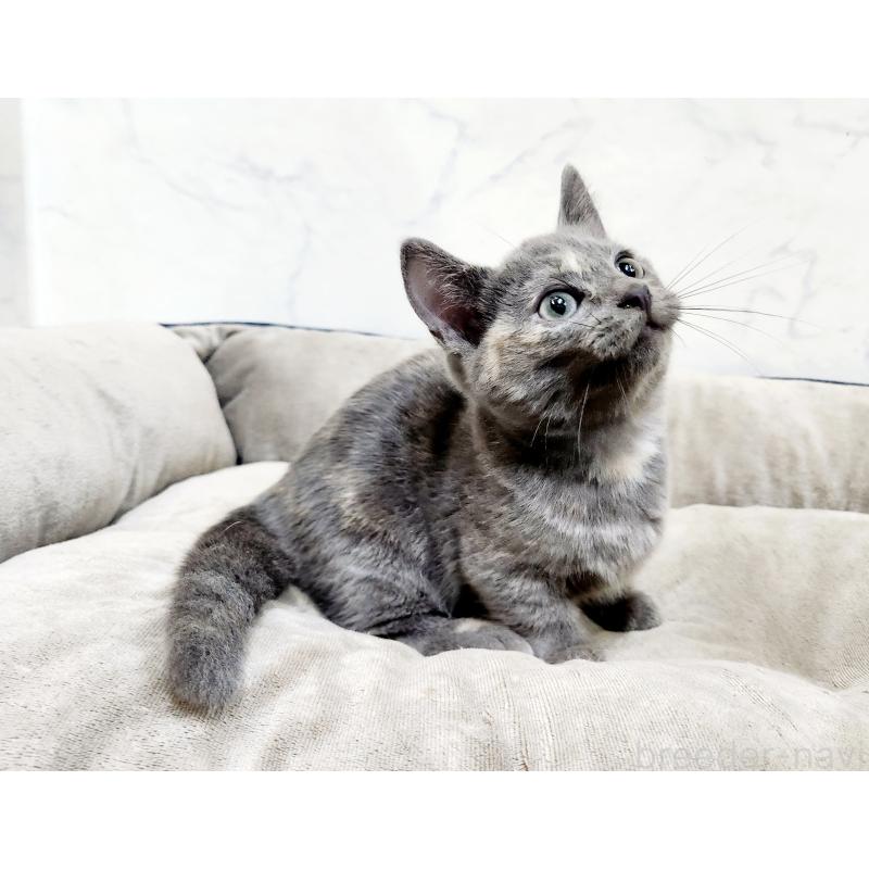 販売中の北海道のマンチカン(短足)-127460の5枚目