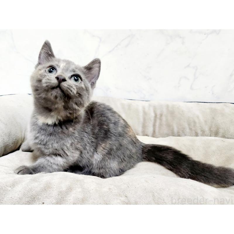 販売中の北海道のマンチカン(短足)-127460の4枚目