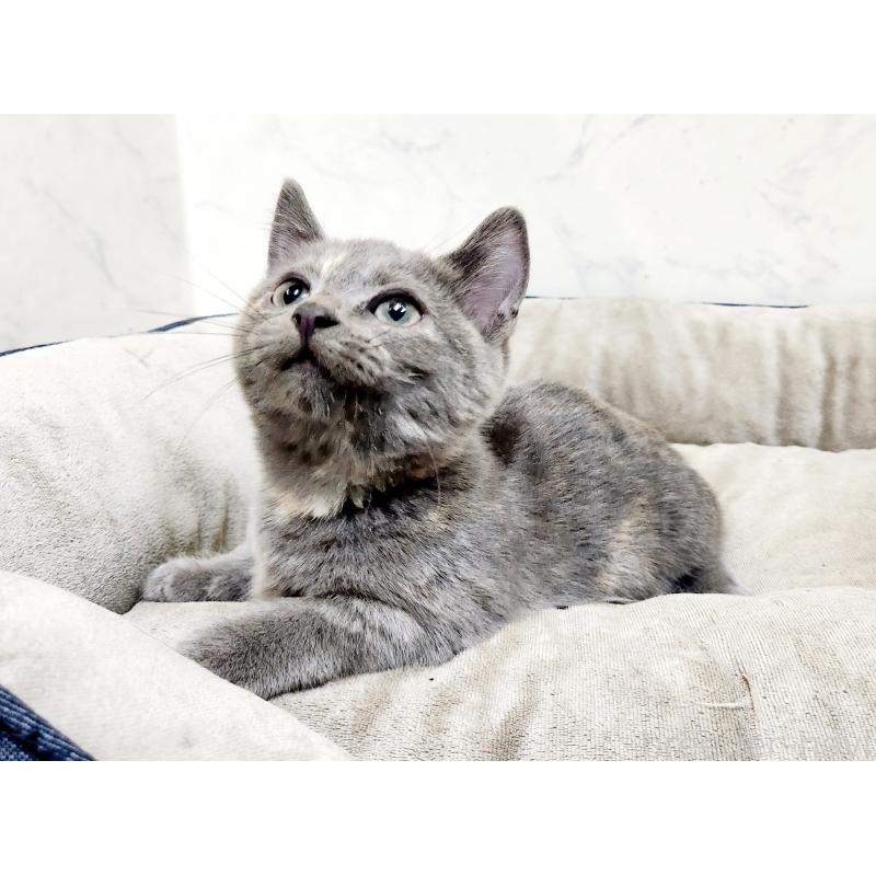 販売中の北海道のマンチカン(短足)-127460の3枚目