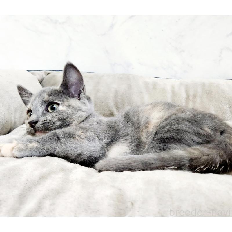 販売中の北海道のマンチカン(短足)-127460の2枚目