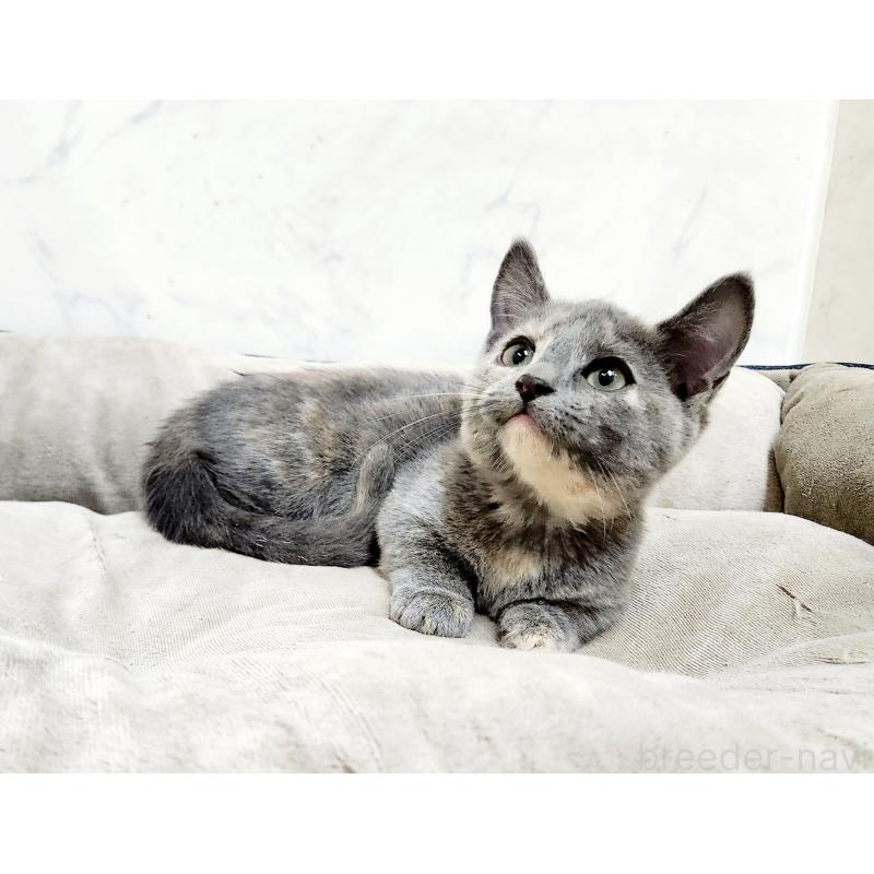 販売中の北海道のマンチカン(短足)-127455の5枚目