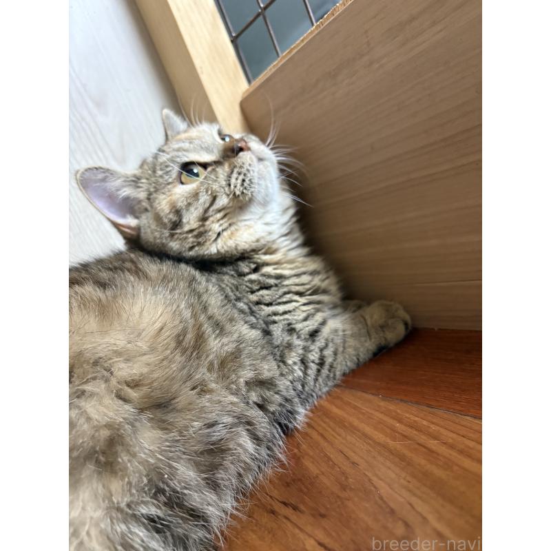 成約済の愛知県のミヌエット-129913の5枚目