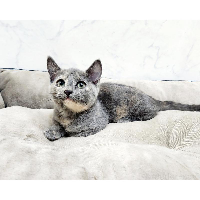 販売中の北海道のマンチカン(短足)-127455の4枚目