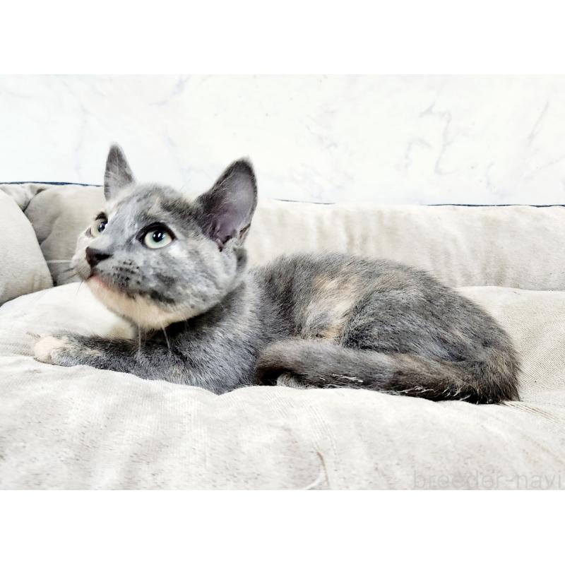 販売中の北海道のマンチカン(短足)-127455の3枚目