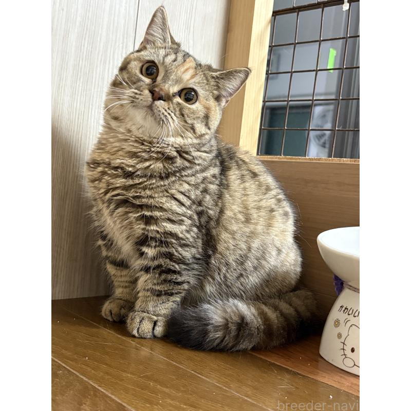 成約済の愛知県のミヌエット-129913の4枚目