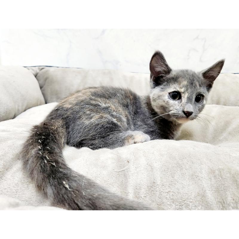 販売中の北海道のマンチカン(短足)-127455の2枚目