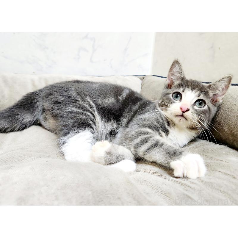 販売中の北海道のマンチカン-127454の5枚目