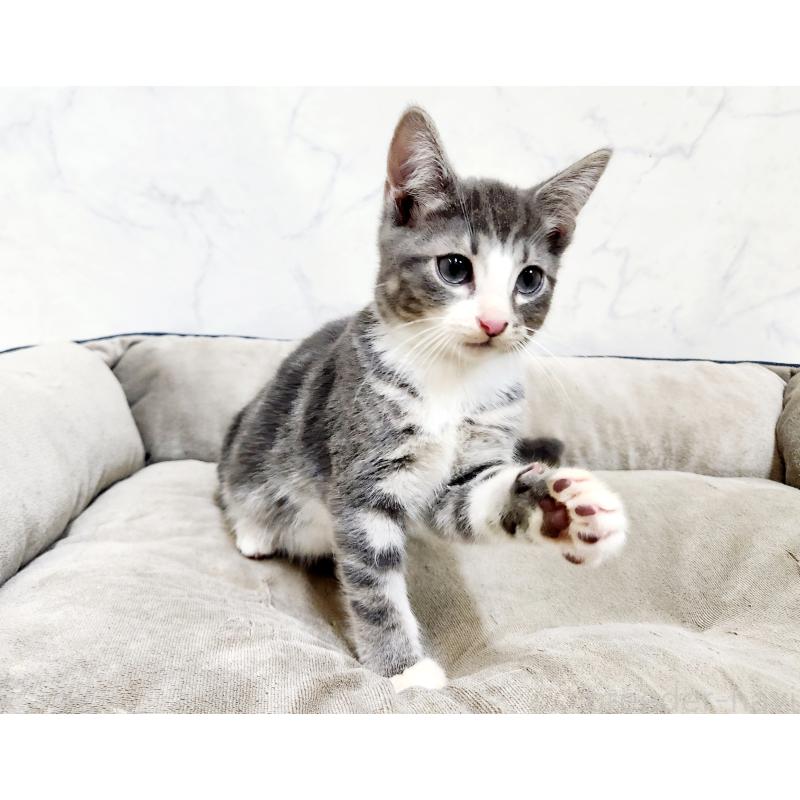 販売中の北海道のマンチカン-127454の4枚目