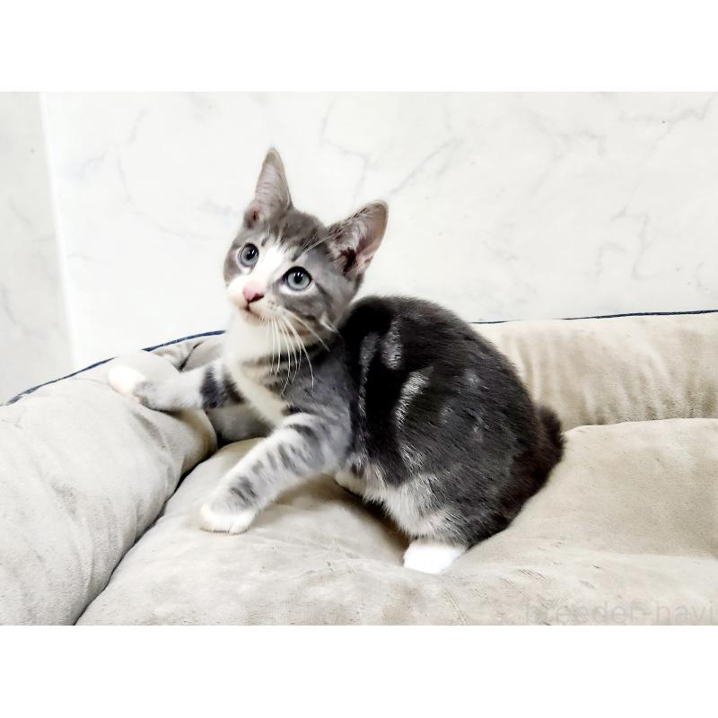 販売中の北海道のマンチカン-127454の3枚目