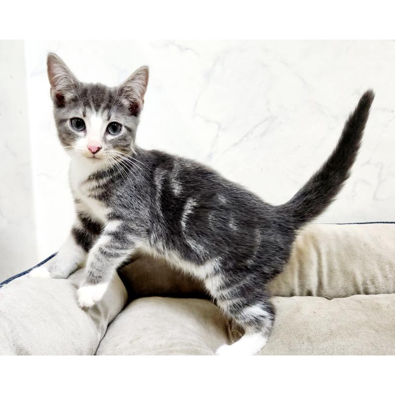 販売中の北海道のマンチカン-127454の2枚目