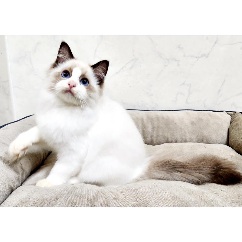 販売中の北海道のラグドール-126928の4枚目