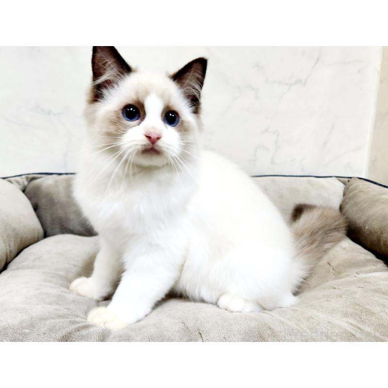 販売中の北海道のラグドール-126928の3枚目