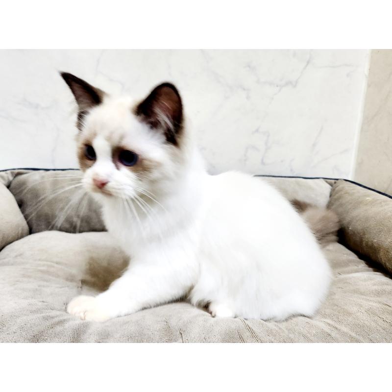 販売中の北海道のラグドール-126928の2枚目