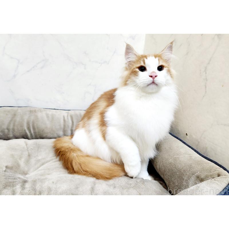 販売中の北海道のノルウェージャンフォレストキャット-124830の9枚目