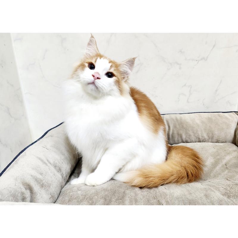 販売中の北海道のノルウェージャンフォレストキャット-124830の8枚目