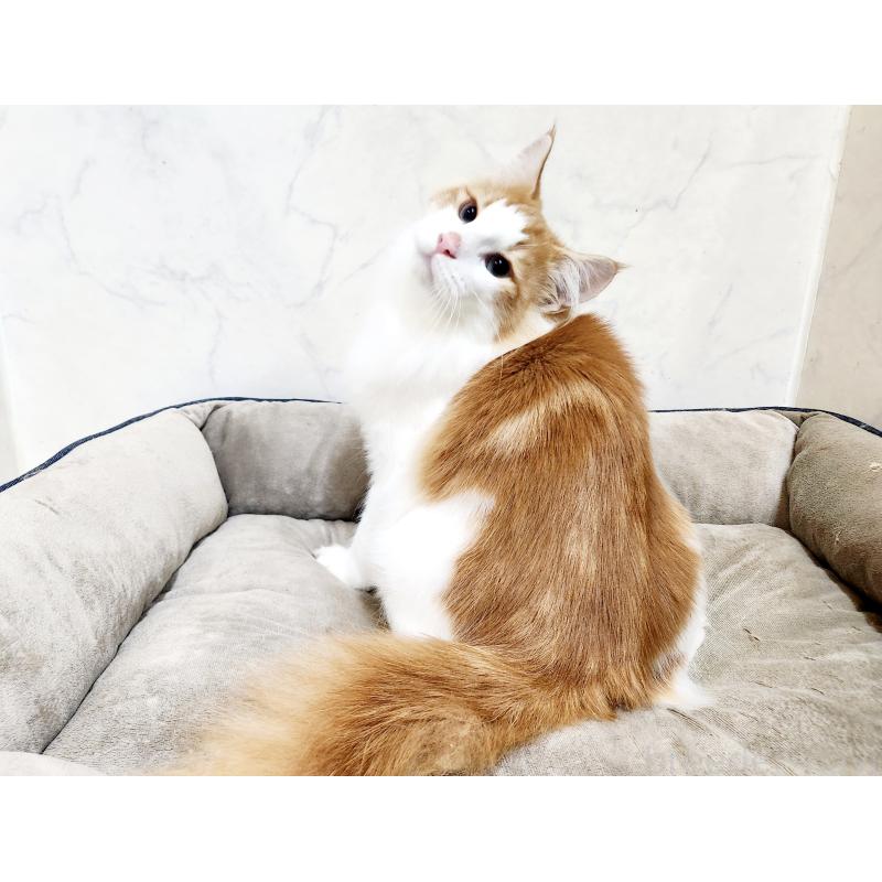 販売中の北海道のノルウェージャンフォレストキャット-124830の7枚目