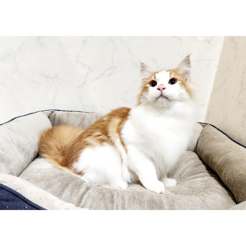 販売中の北海道のノルウェージャンフォレストキャット-124830の6枚目